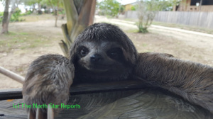 Lauraanimals1