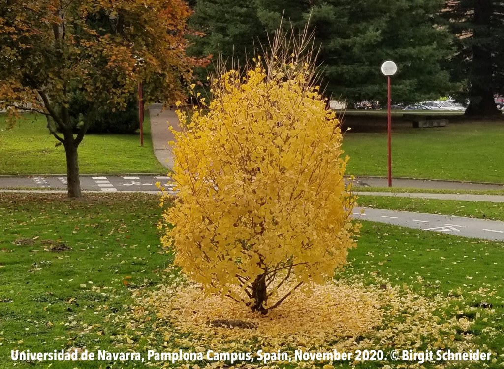 On Teaching Column: A (Fort) Ancient Commonwealth: Local History in a Premodern World History Survey