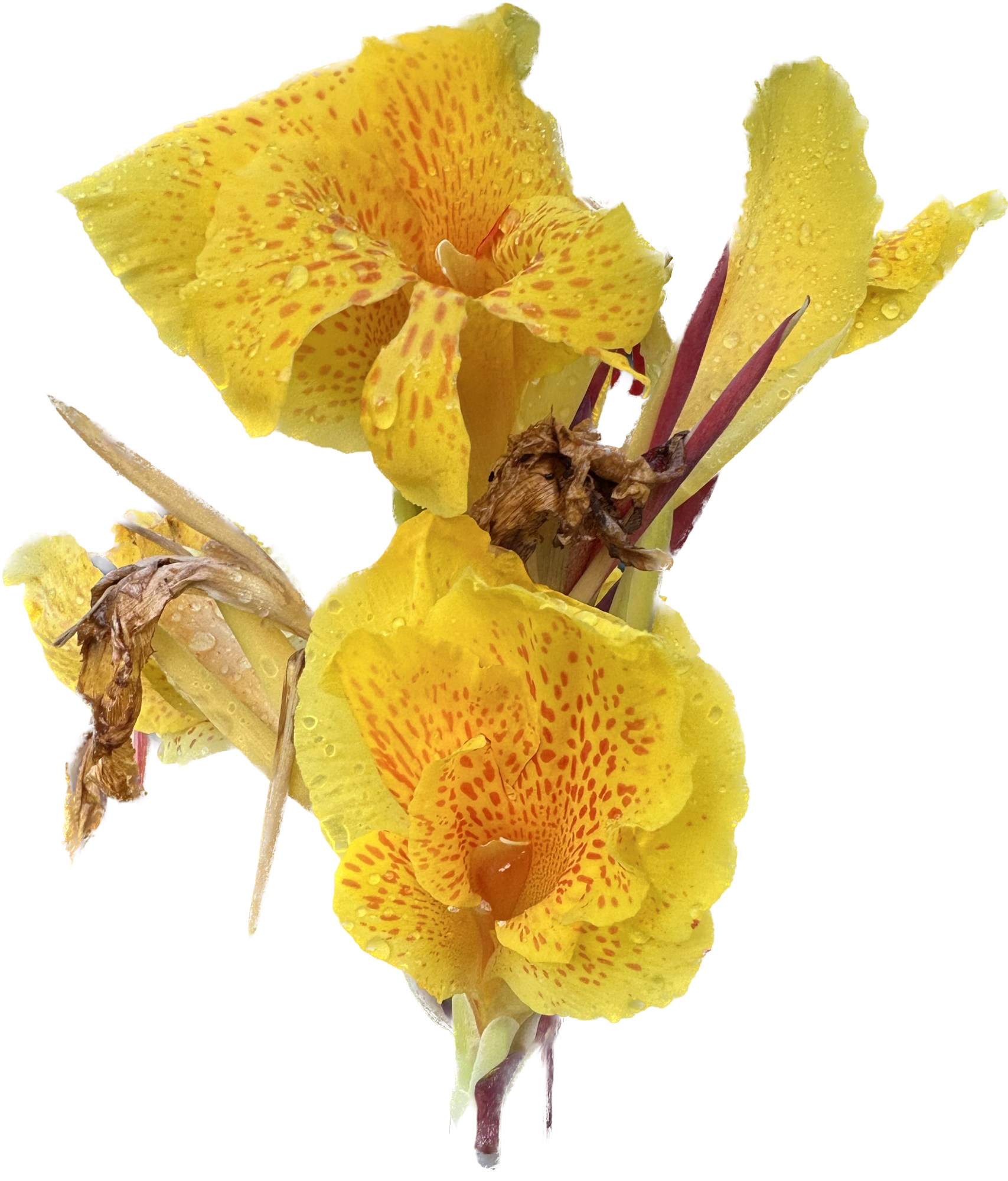 Yellow Cannalily flower